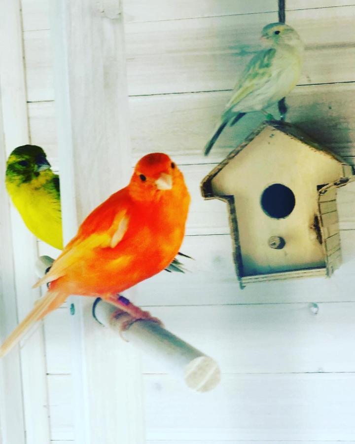 Vila Casita Limon Andraitx Exteriér fotografie